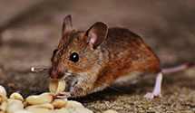 24 Hour & Emergency Exterminators in Sunny Hill Estates, IL